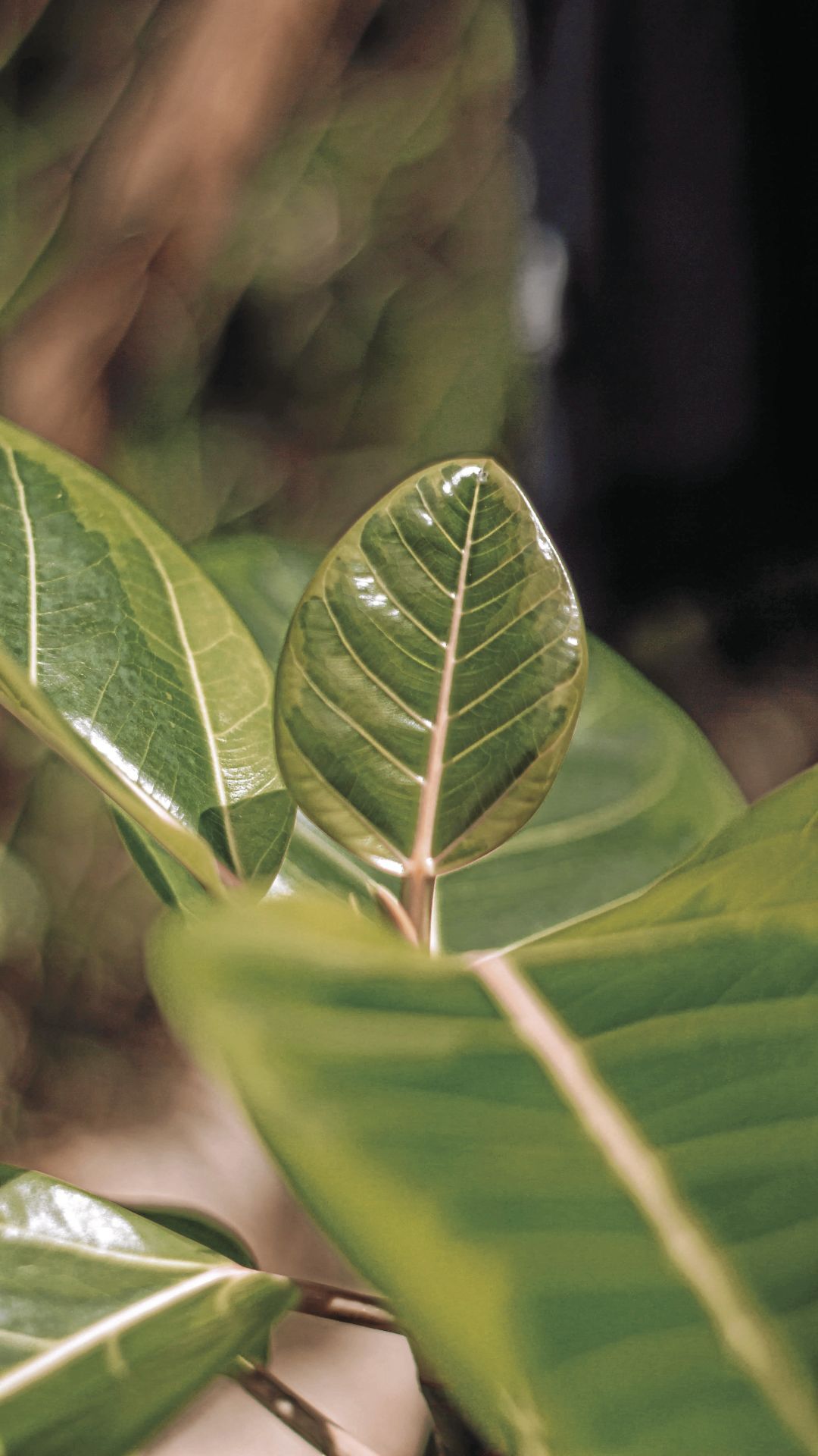 Ficus altissima
